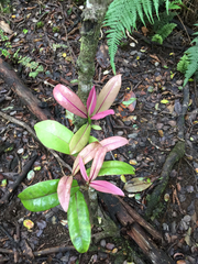Myrsine lessertiana