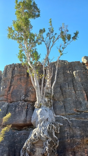 Image of Ficus cordata by (c) Ian Webb, some rights reserved (CC BY)