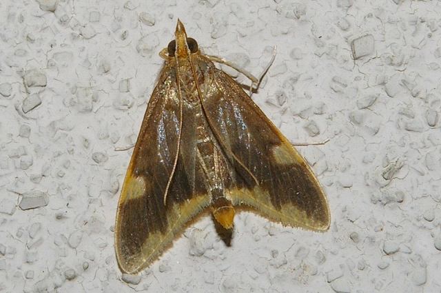 Sinibotys butleri