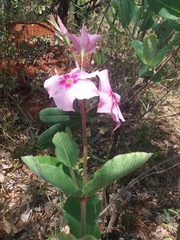Mandevilla illustris