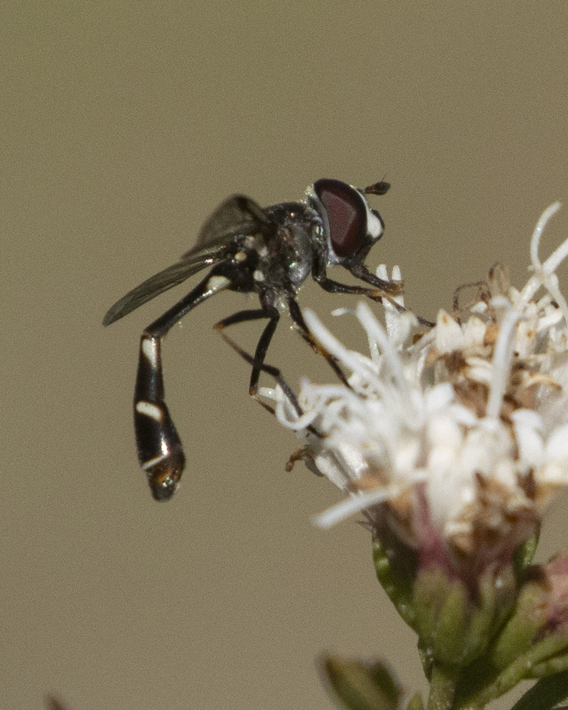 Four-speckled Hover Fly from Oak Tree Dr, Salado, TX 76571, USA on ...