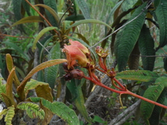 Rhytidophyllum bicolor