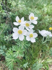 Anemonastrum crinitum
