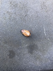 Amphimallon solstitiale