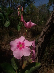 Mandevilla illustris