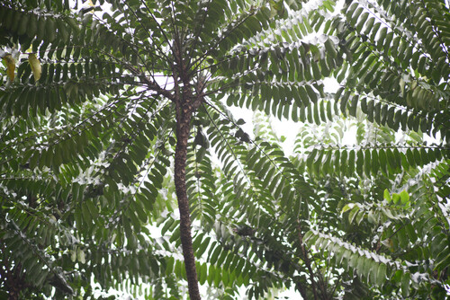 African Satinwood (Zanthoxylum gilletii)