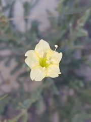 Acleisanthes lanceolata