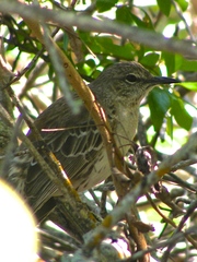 Mimus gundlachii