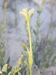 Acleisanthes lanceolata