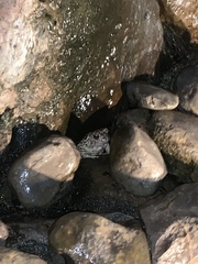 Anura