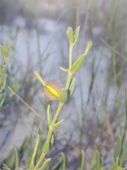 Acleisanthes lanceolata