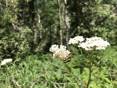 Lepturobosca