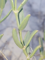 Acleisanthes lanceolata