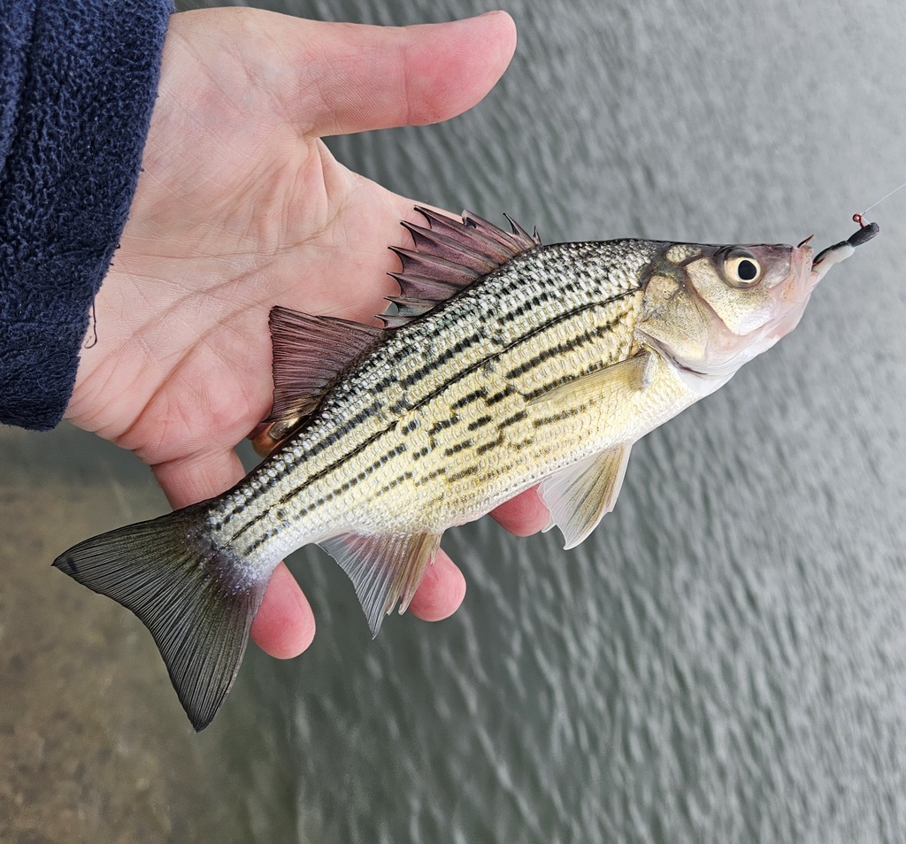 Yellow Bass