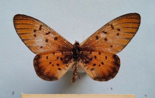 Rubraea periphanes