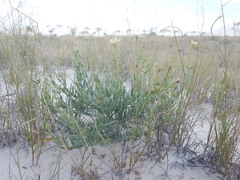 Acleisanthes lanceolata