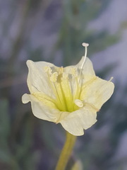 Acleisanthes lanceolata