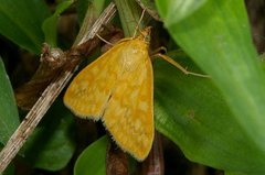 Sitochroa verticalis