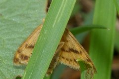 Sitochroa verticalis