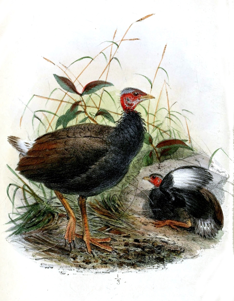 Tongan Megapode