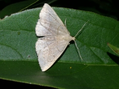Zanclognatha pedipilalis