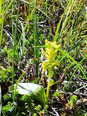 Platanthera tipuloides