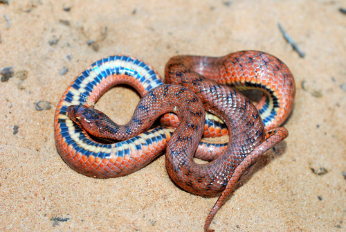 Southern Smooth Snake, photo 6 of 7
