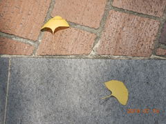 Ginkgo biloba