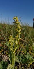 Platanthera tipuloides