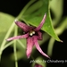 Stauntonia purpurea - Photo (c) Lijin Huang (紫楝), μερικά δικαιώματα διατηρούνται (CC BY-NC), uploaded by Lijin Huang (紫楝)