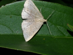 Zanclognatha pedipilalis