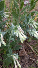 Lithospermum macromeria