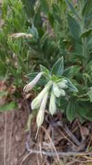 Lithospermum macromeria