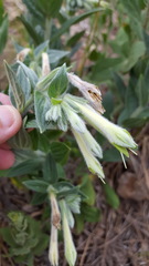 Lithospermum macromeria