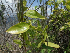 Smilax domingensis