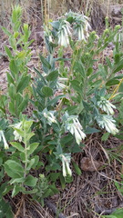 Lithospermum macromeria