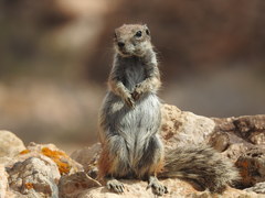 Atlantoxerus getulus