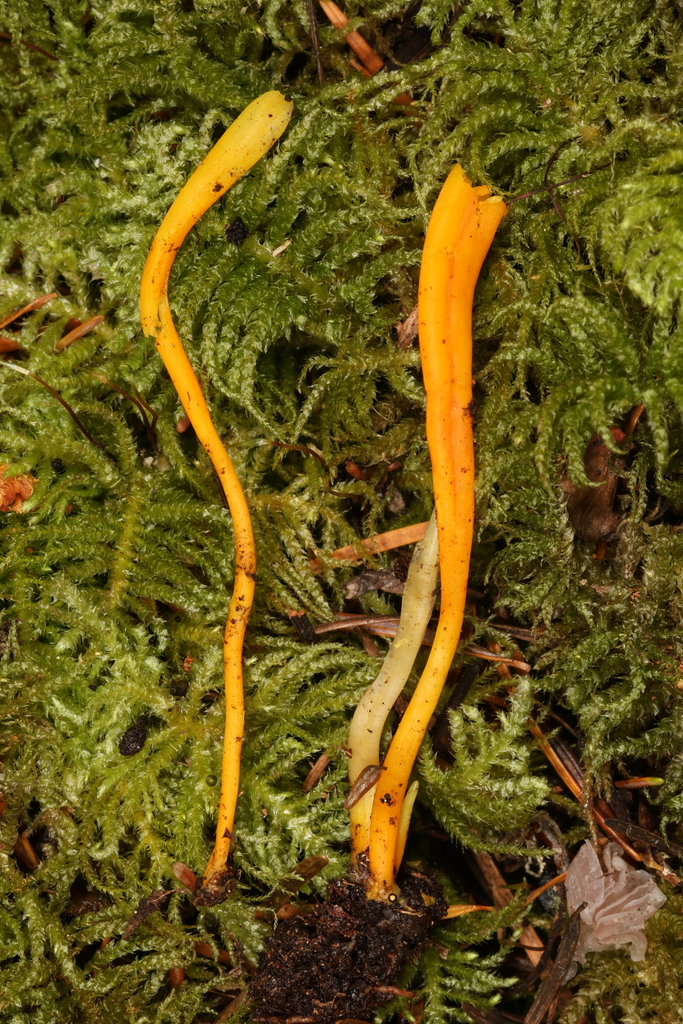 Clavulinopsis sp. 'laeticolor-PNW04'