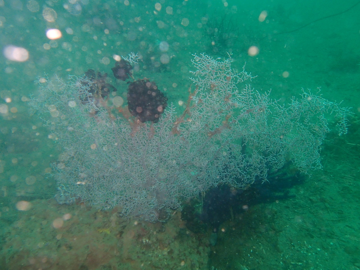 Muricella plectana Grasshoff, 1999