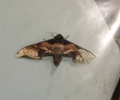 Amplypterus mansoni takamukui