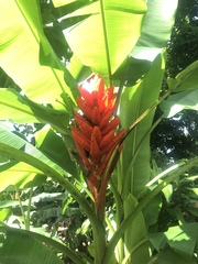 Musa coccinea