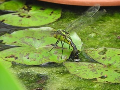 Anax nigrofasciatus