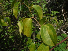 Smilax domingensis