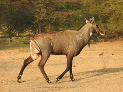 Boselaphus tragocamelus