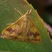 Perilla Leaf Moth - Photo (c) Takaaki Hattori, some rights reserved (CC BY), uploaded by Takaaki Hattori