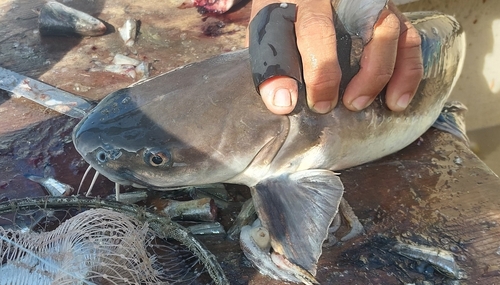 Chihuil (Bagre panamensis) — Ariidae — 3