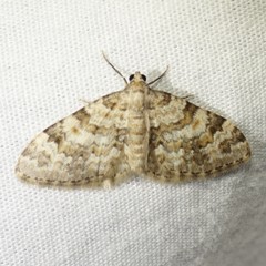 Zenophleps obscurata