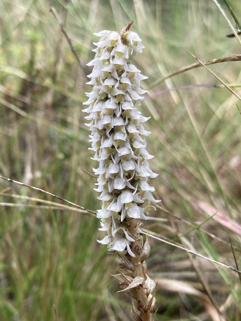 Brachystele camporum