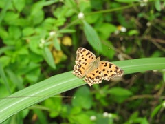 Polygonia c-aureum lunulata