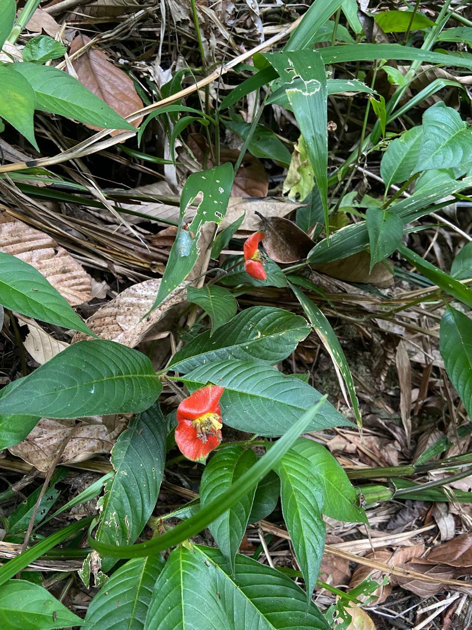 Palicourea tomentosa